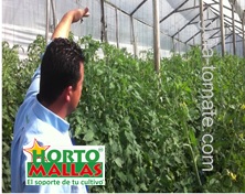 La guía tomatera se puede utilizar tanto en cultivos rústicos como en los de invernadero, ambos con resultados favorables.