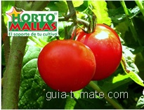 Con la guía tomatera obtendrá hortalizas de la mejor calidad