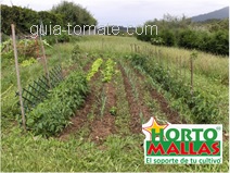 La guía tomatera resulta un método más práctico y eficaz para beneficiar los cultivos que la clásica rafia. 