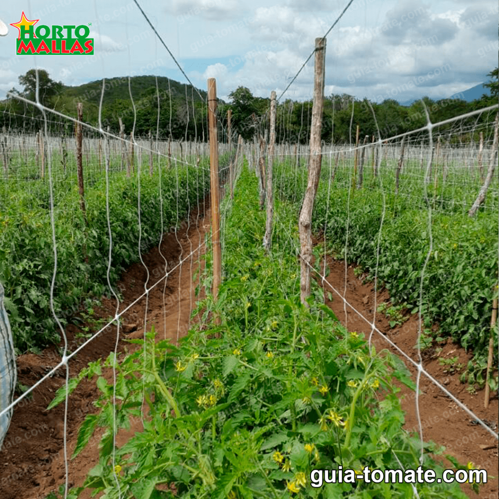 mantener sano el cultivo de tomate